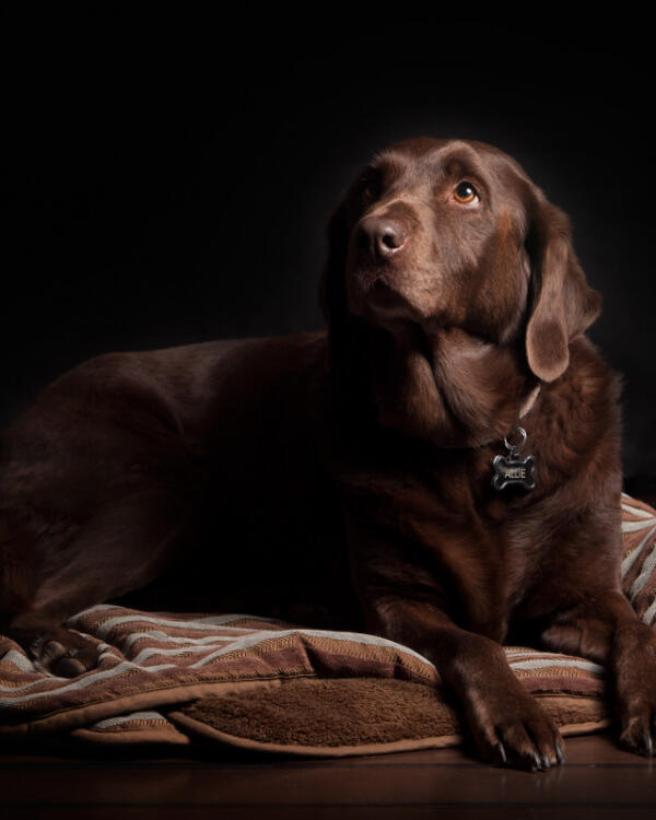 Mabel & Co team with happy dogs